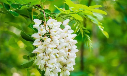 金嗓子喉片和999感冒灵能一起吃吗-感冒颗粒冲剂金嗓子网- 金嗓子喉片和999感冒灵能一起吃吗知识,分享金嗓散结胶囊可以和感冒冲剂一起吃吗